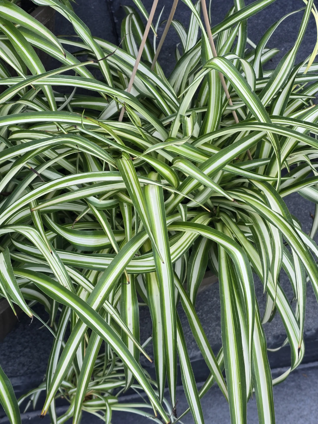 Spider Plant (Chlorophytum comosum) - Variegated - photo 2