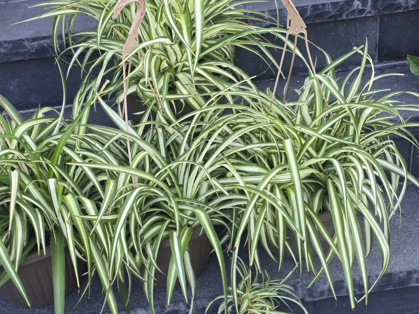 Spider Plant (Chlorophytum comosum) - Variegated - photo 3