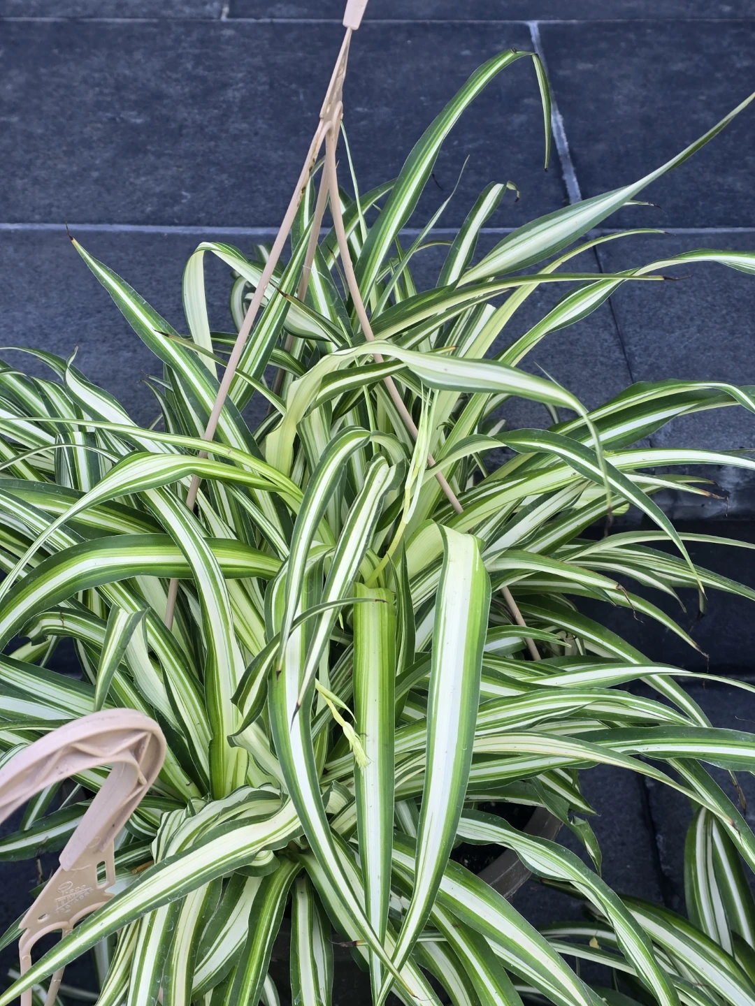 Spider Plant (Chlorophytum comosum) - Variegated - photo 4