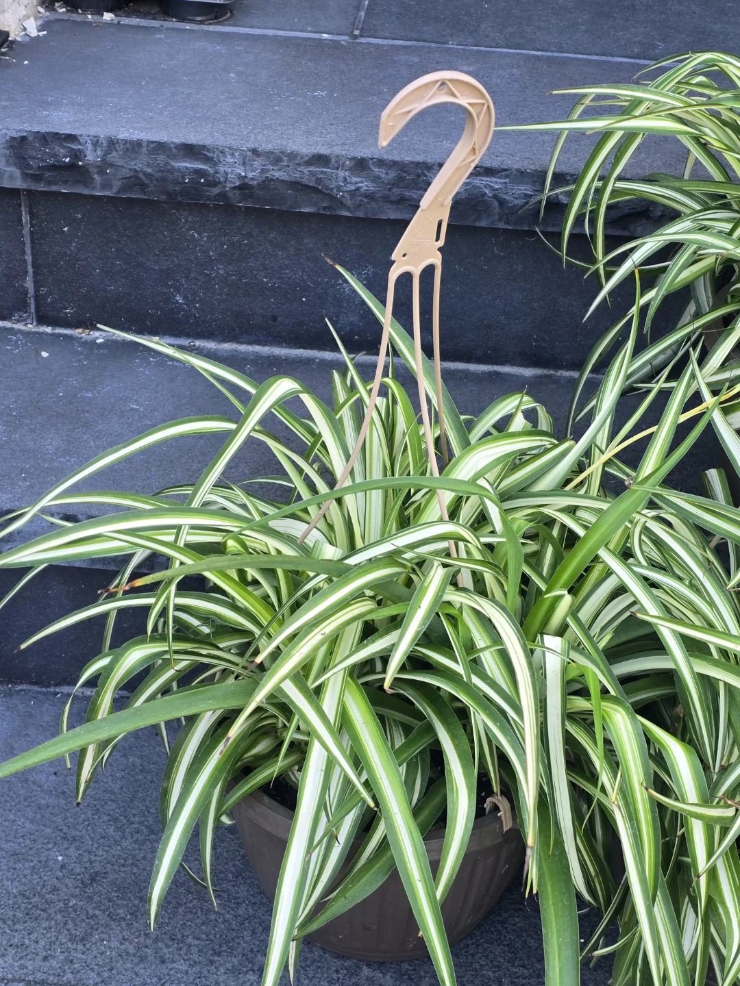 Spider Plant (Chlorophytum comosum) - Variegated - photo 5