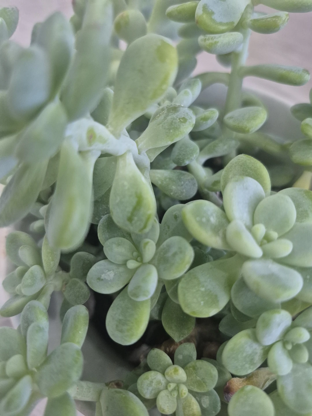 🌺Sedum Succulent Plant🌺 - photo 3