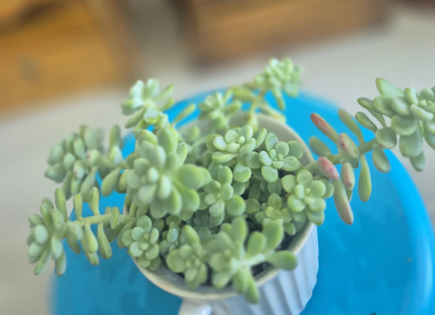 🌺Sedum Succulent Plant🌺 - photo 4