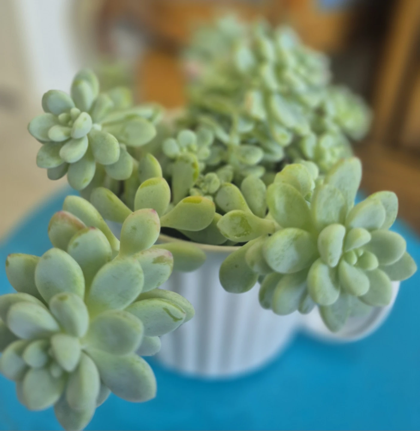 🌺Sedum Succulent Plant🌺 - photo 5