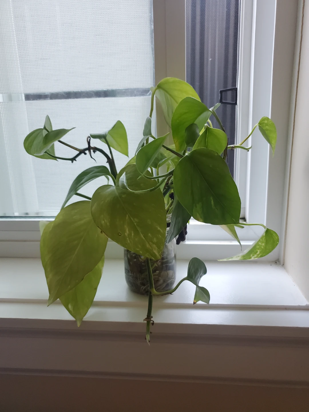 Different types of plants! - photo 2