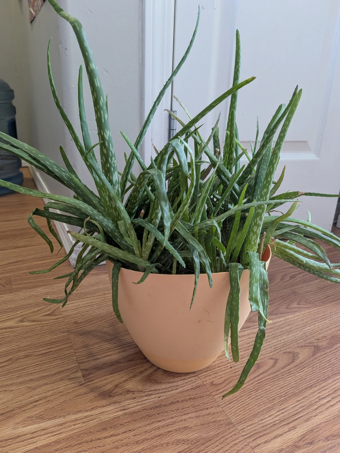 Aloe Vera Plant in Peach Pot