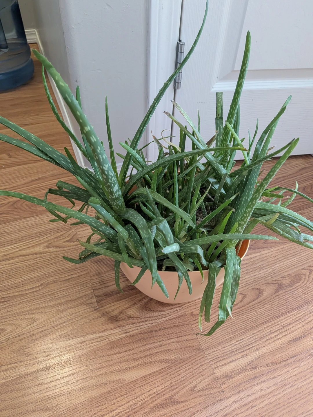 Aloe Vera Plant in Peach Pot - photo 2