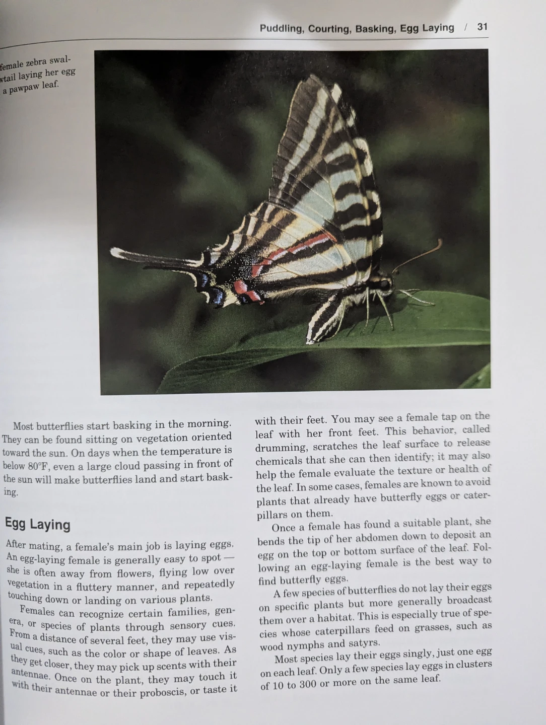 Stokes Butterfly Book - photo 2