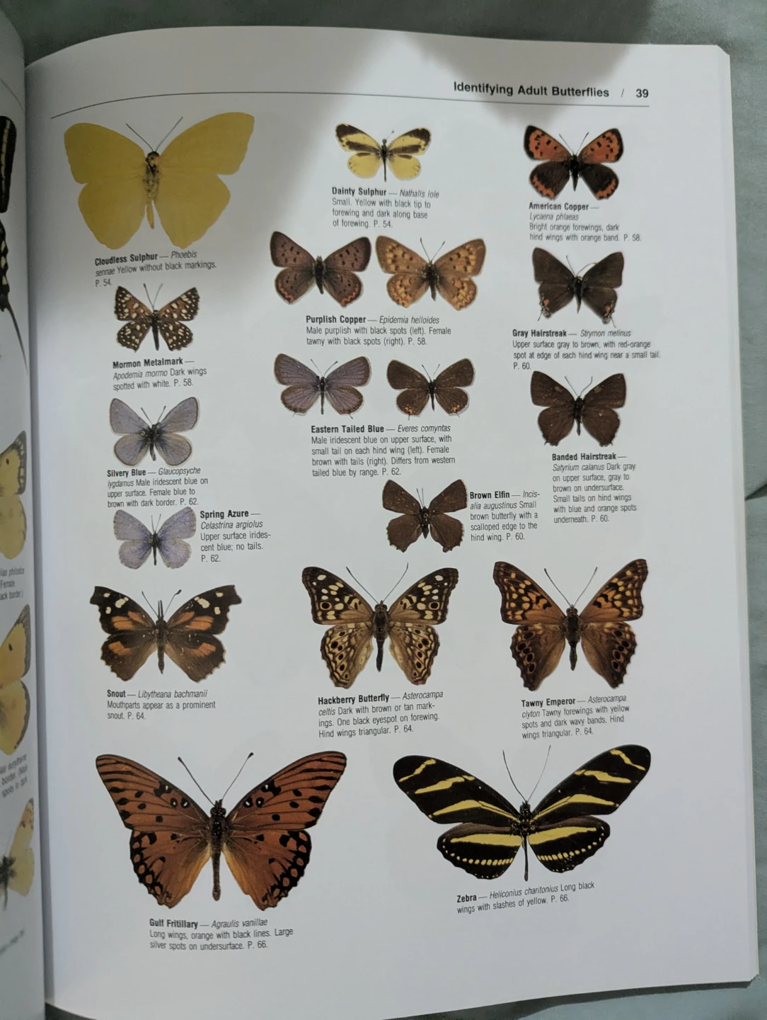 Stokes Butterfly Book - photo 3