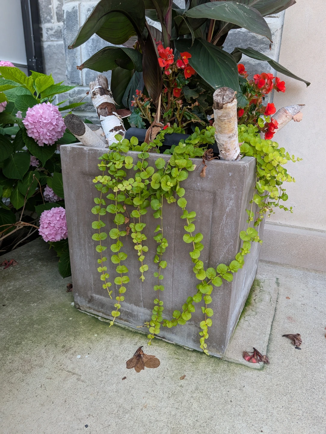 2 Square Concrete Planter with Plants