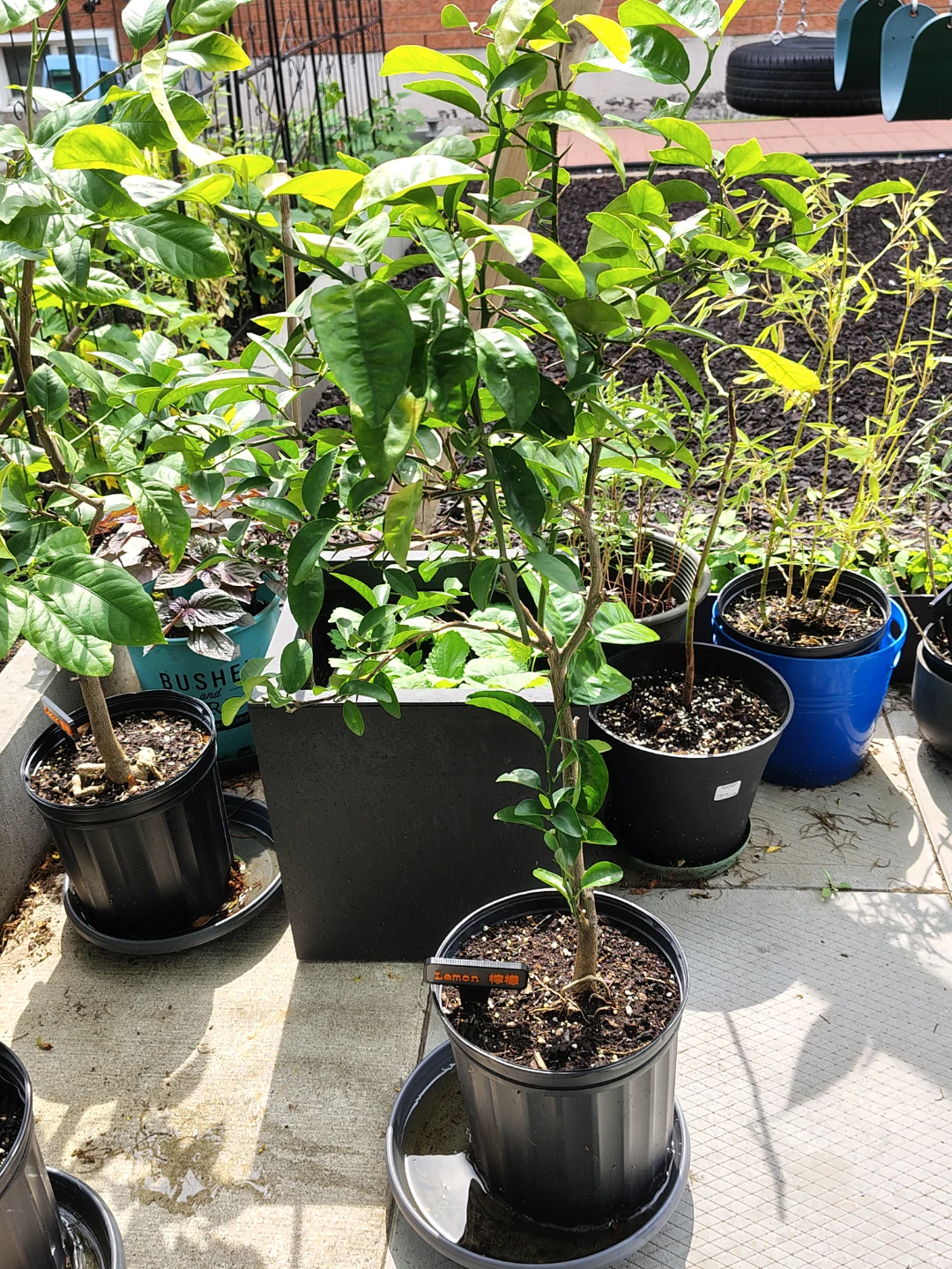Lemon Tree Plant