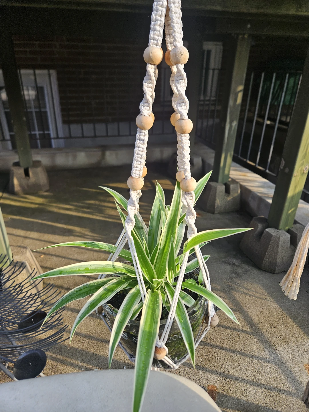 Macrame Plant Hanger with Spider Plant