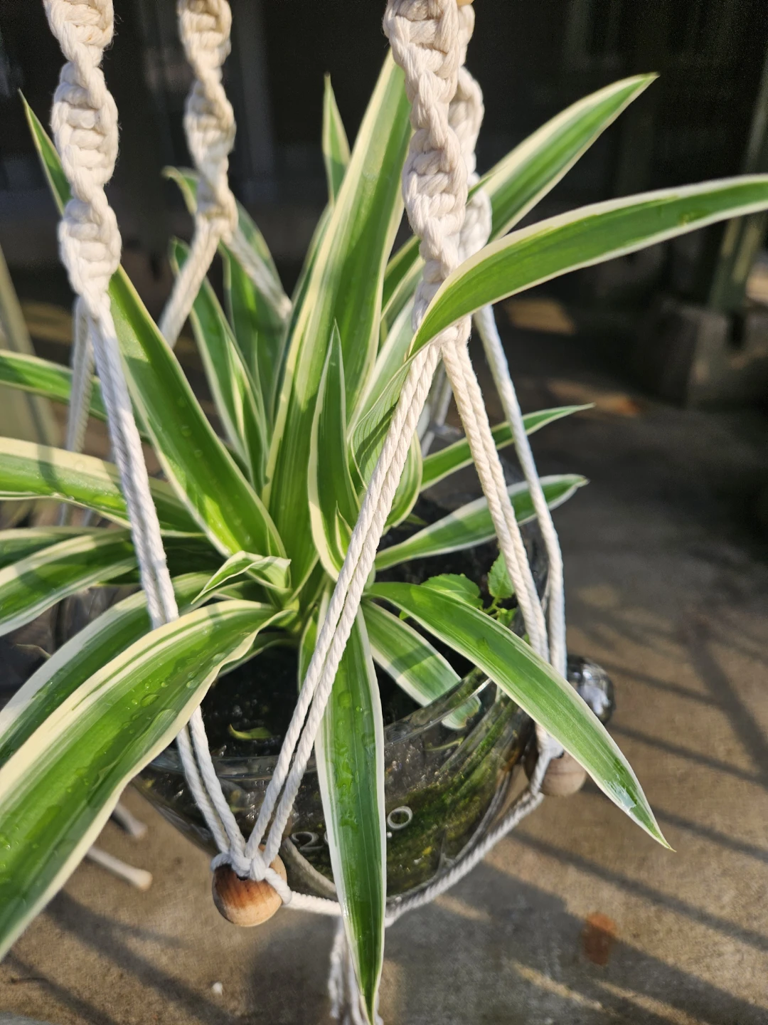 Macrame Plant Hanger with Spider Plant - photo 2