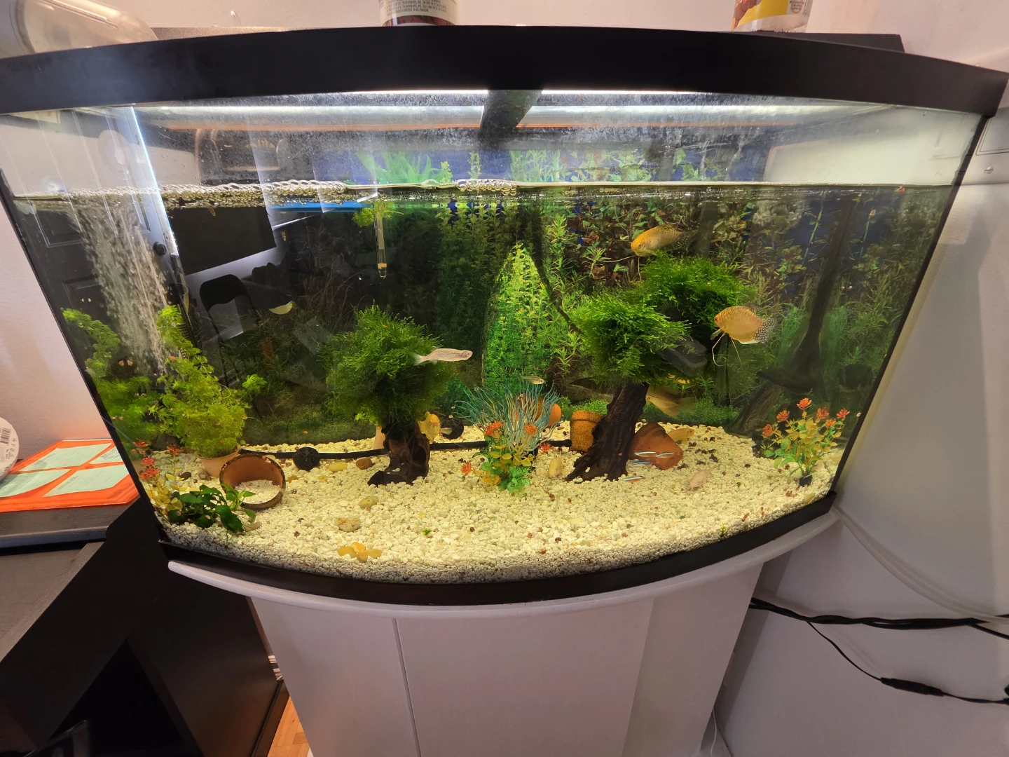 Curved Front Aquarium with Stand 45 Gallons - photo 4