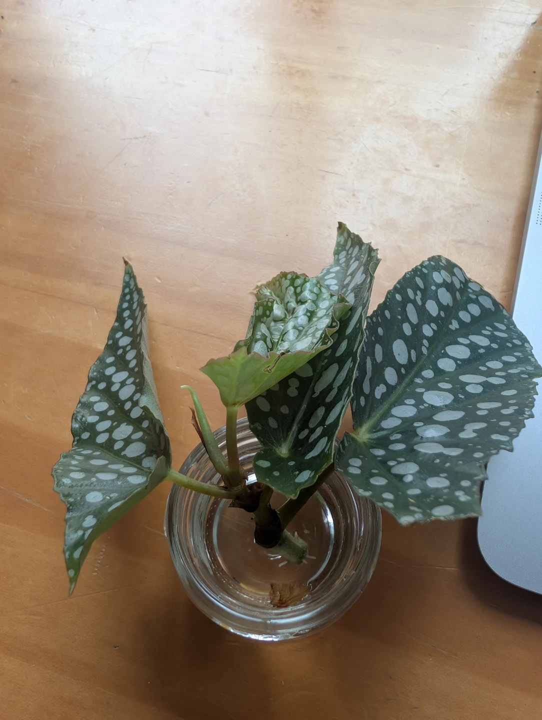 Begonia Maculata Cutting - photo 2