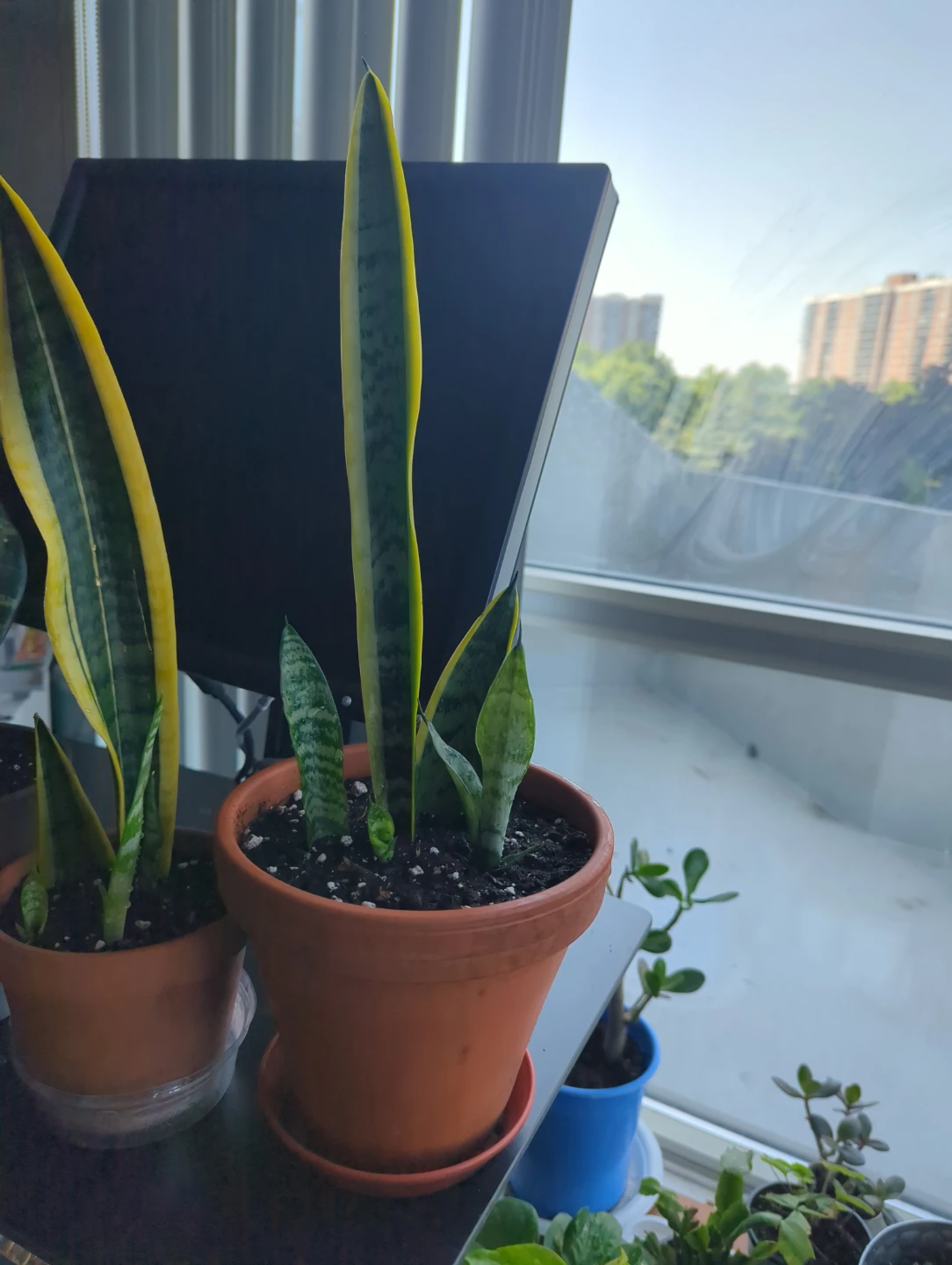 Snake Plant (Sansevieria) Potted