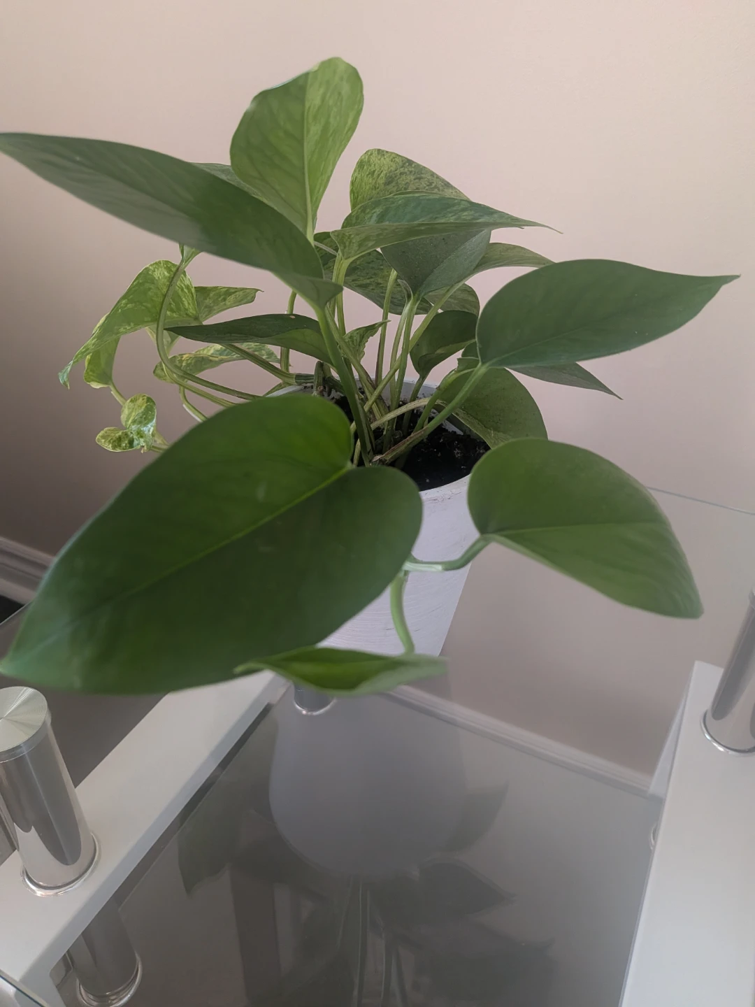 Pothos Plant in White Pot - photo 3