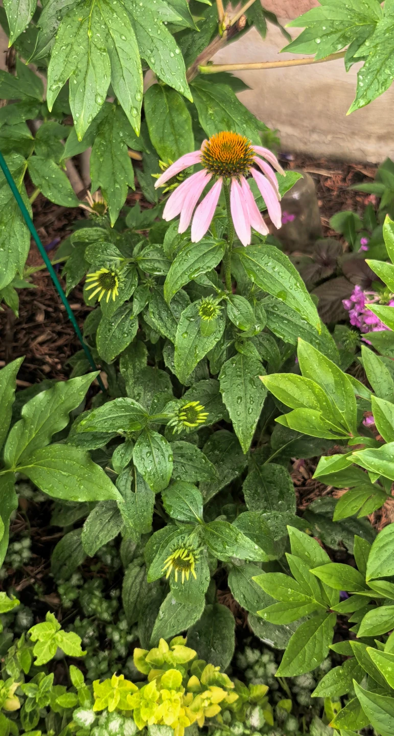Coneflower
