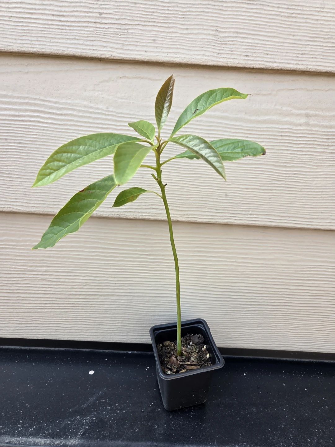 Avocado Plant Seedling Organic