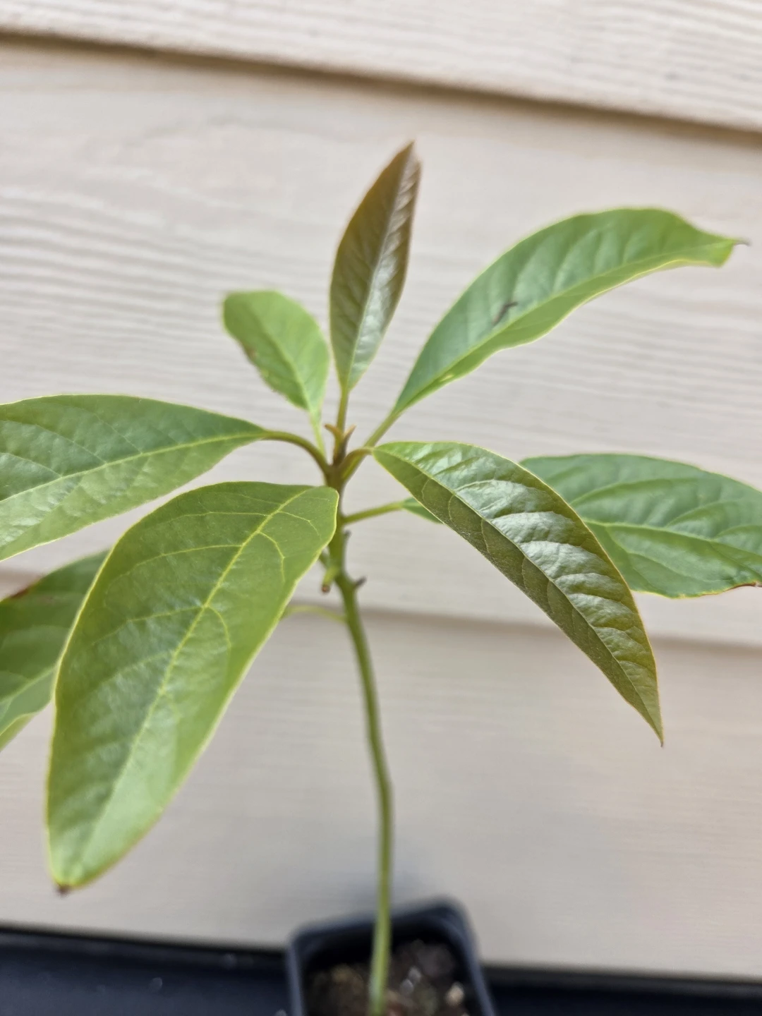 Avocado Plant Seedling Organic - photo 2