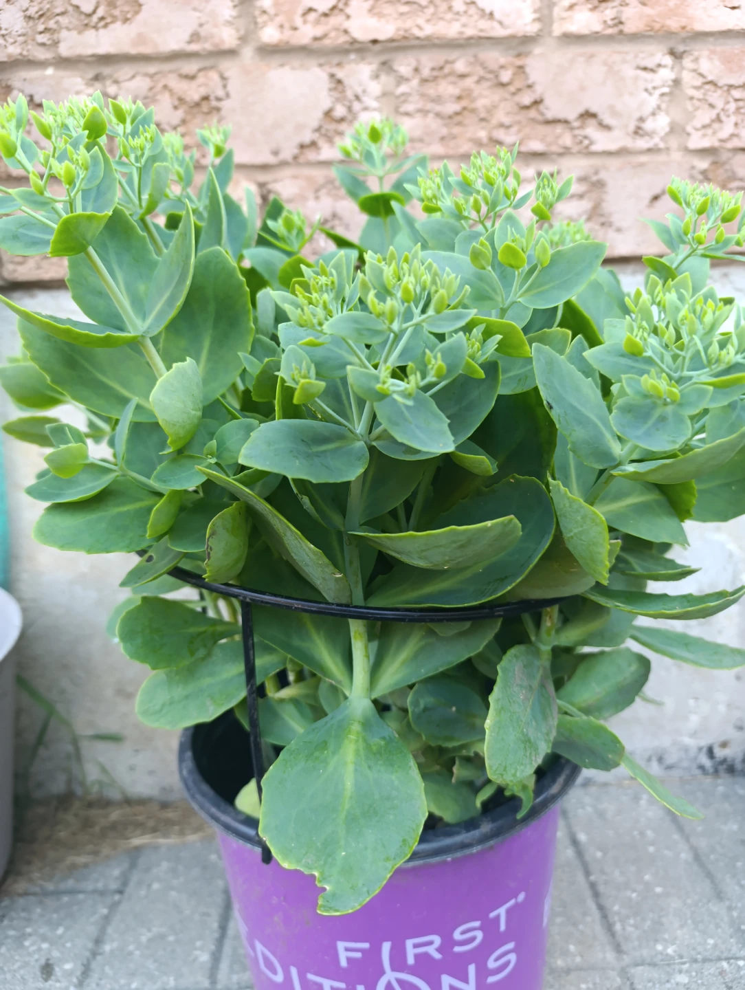 Healthy Sedum Plant