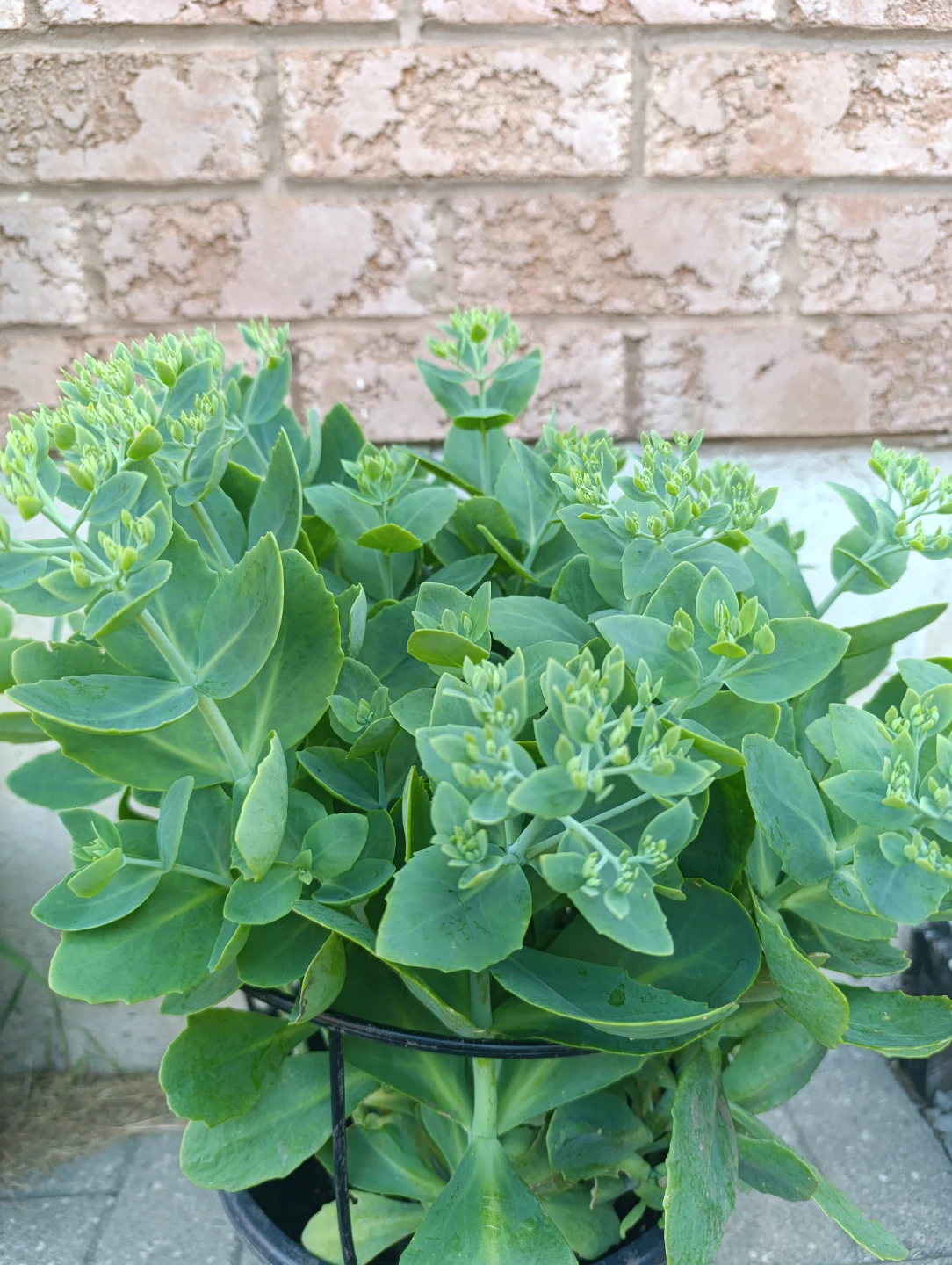 Healthy Sedum Plant - photo 2