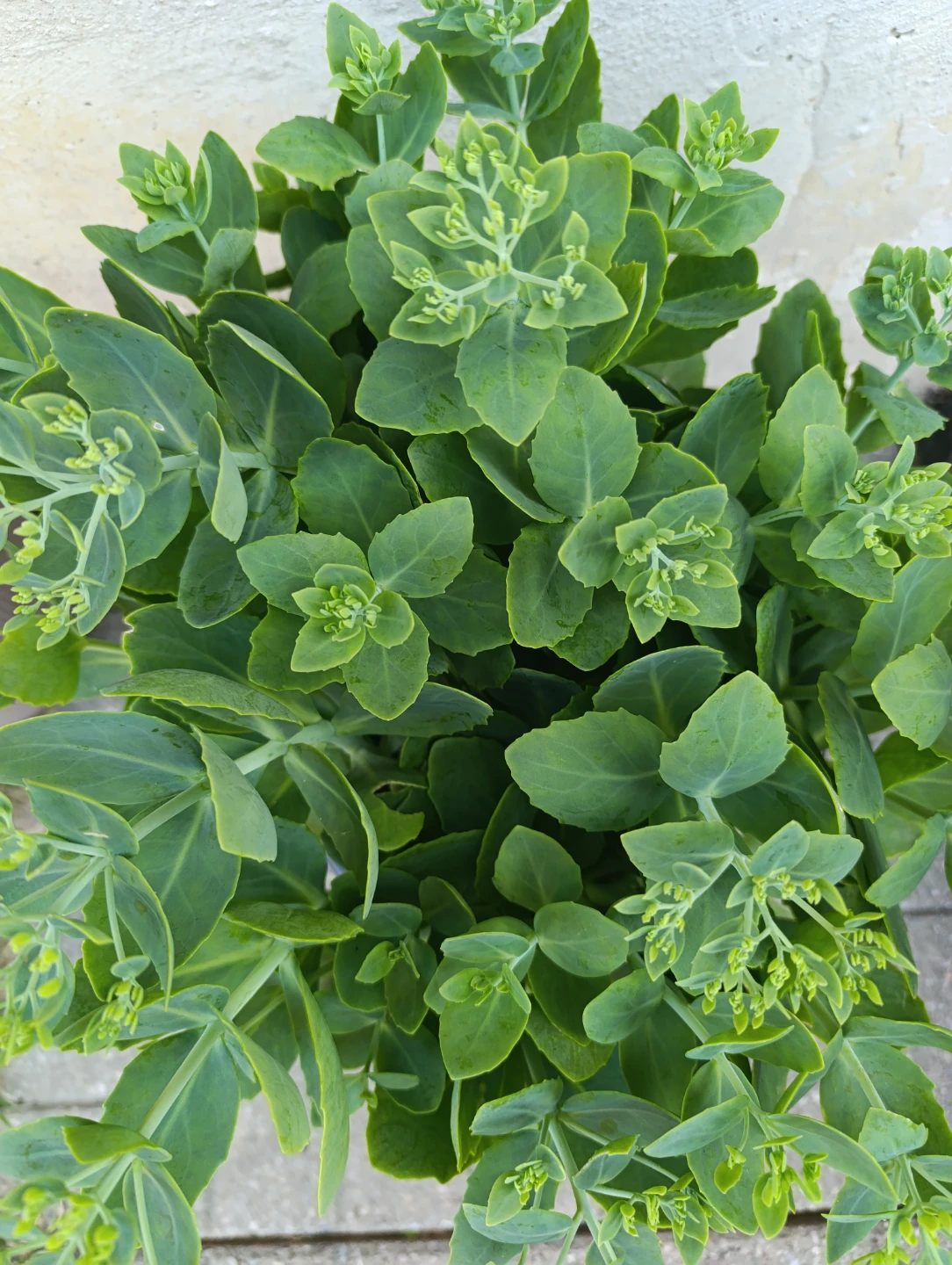 Healthy Sedum Plant - photo 3