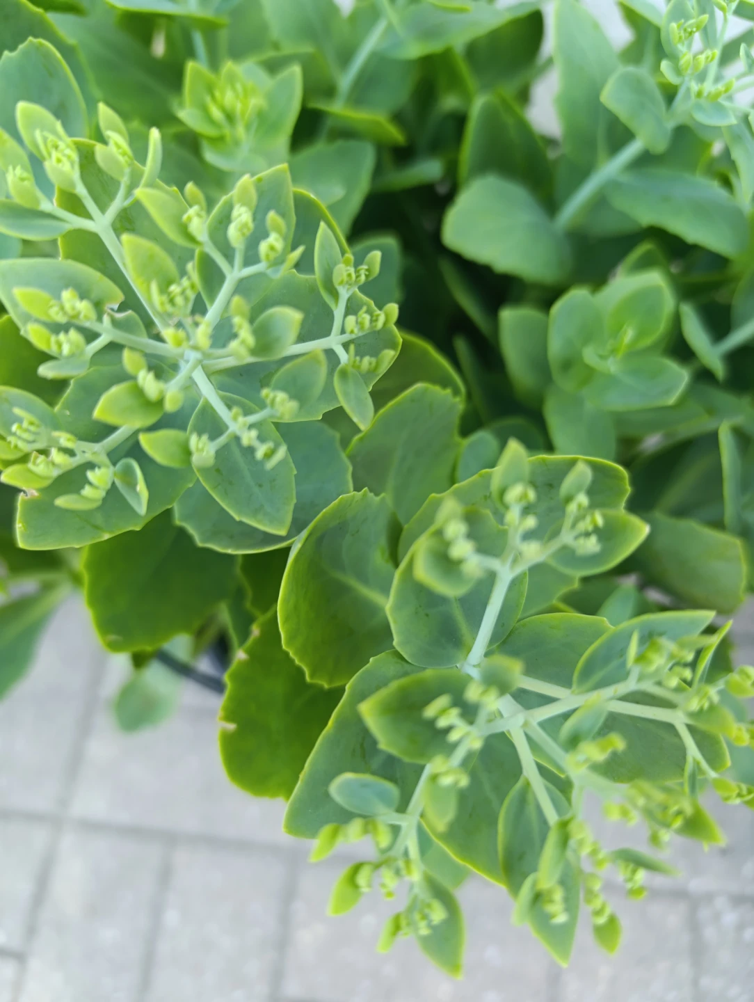 Healthy Sedum Plant - photo 4