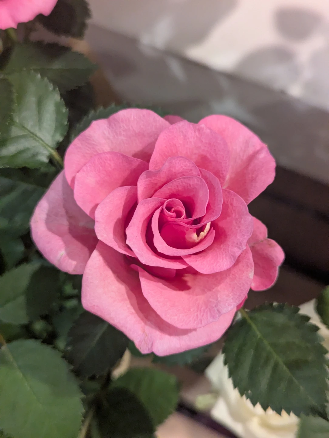 Mini Pink Rose Plant