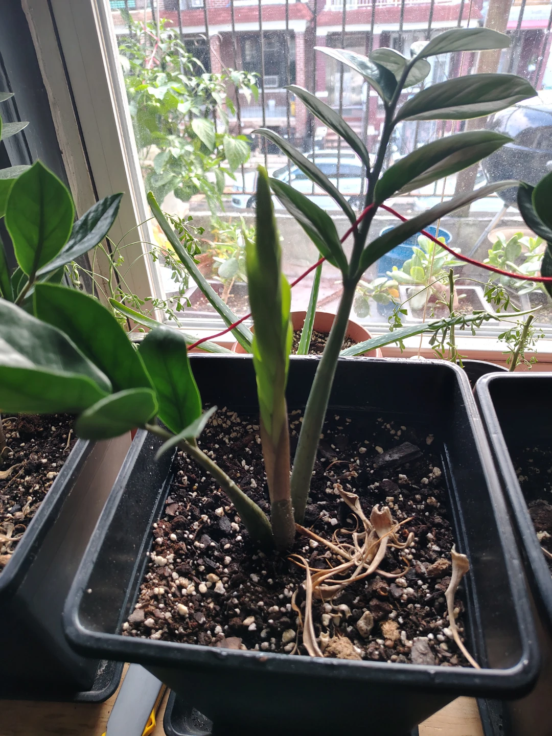 ZZ Plant in Pot $20