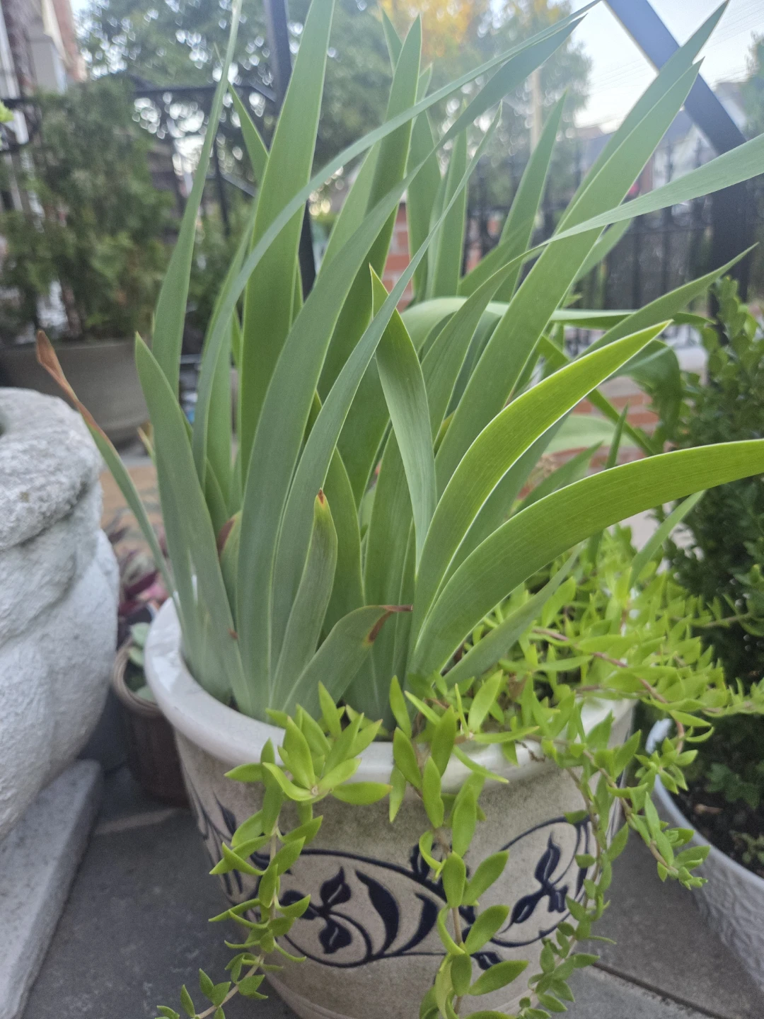 Potted Tall Green Plant white flower