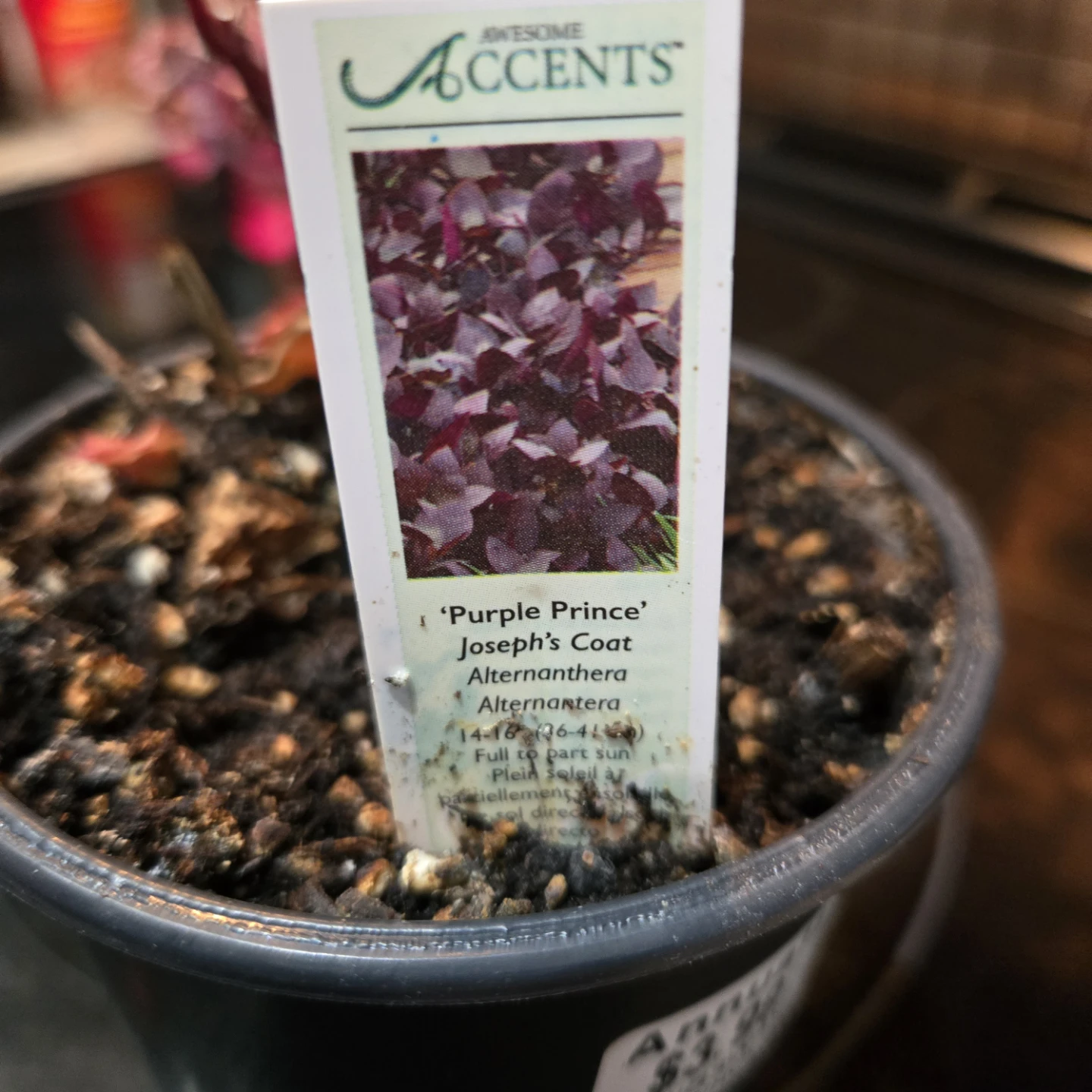 FREE Purple Prince Joseph's Coat Plant