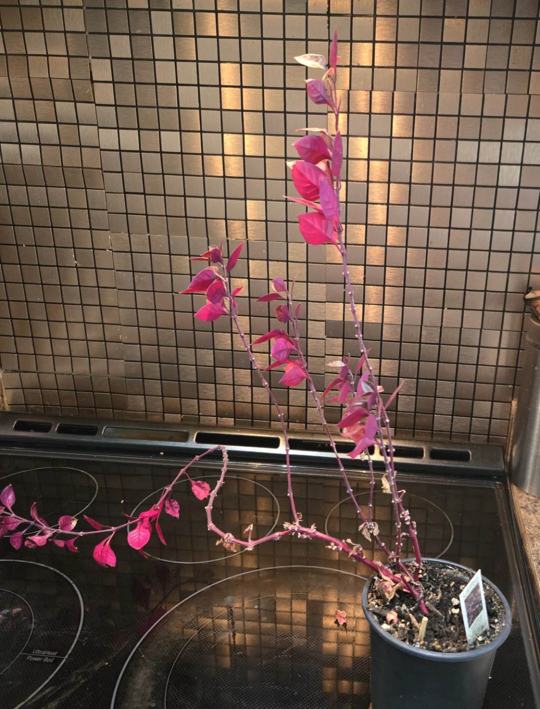 FREE Purple Prince Joseph's Coat Plant - photo 2