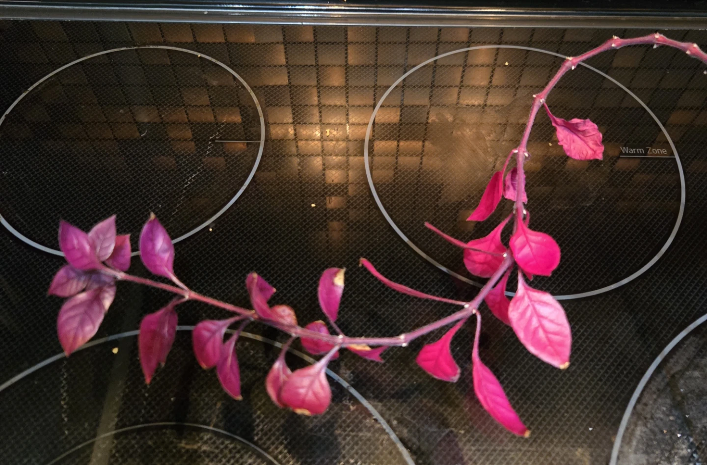 FREE Purple Prince Joseph's Coat Plant - photo 3