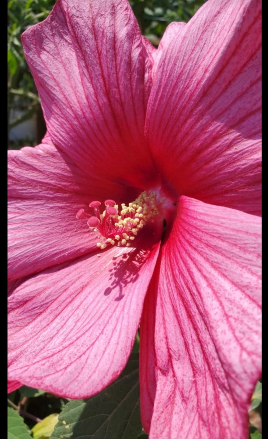 Hibiscus moscheutos