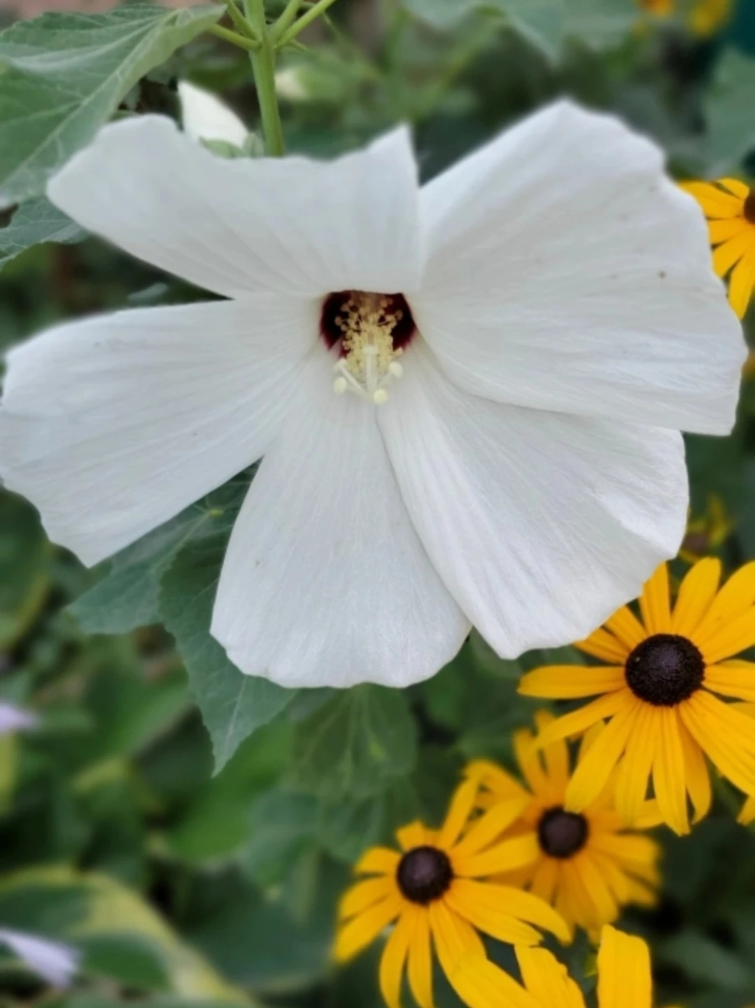 Hibiscus moscheutos - photo 3