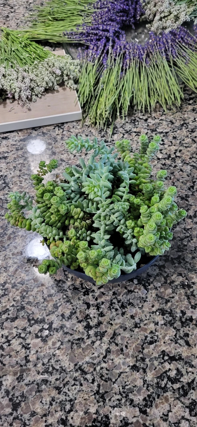 Crassula marinela  & Burro's Tails - photo 2