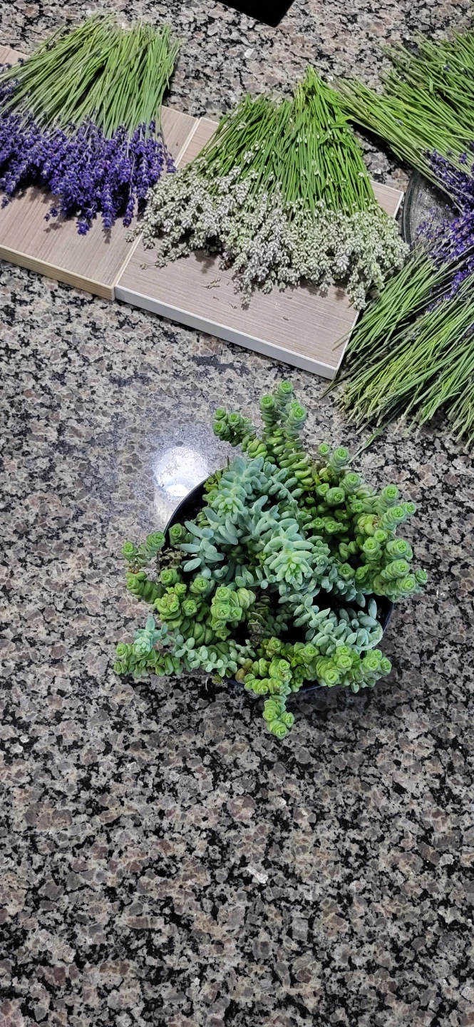 Crassula marinela  & Burro's Tails - photo 3