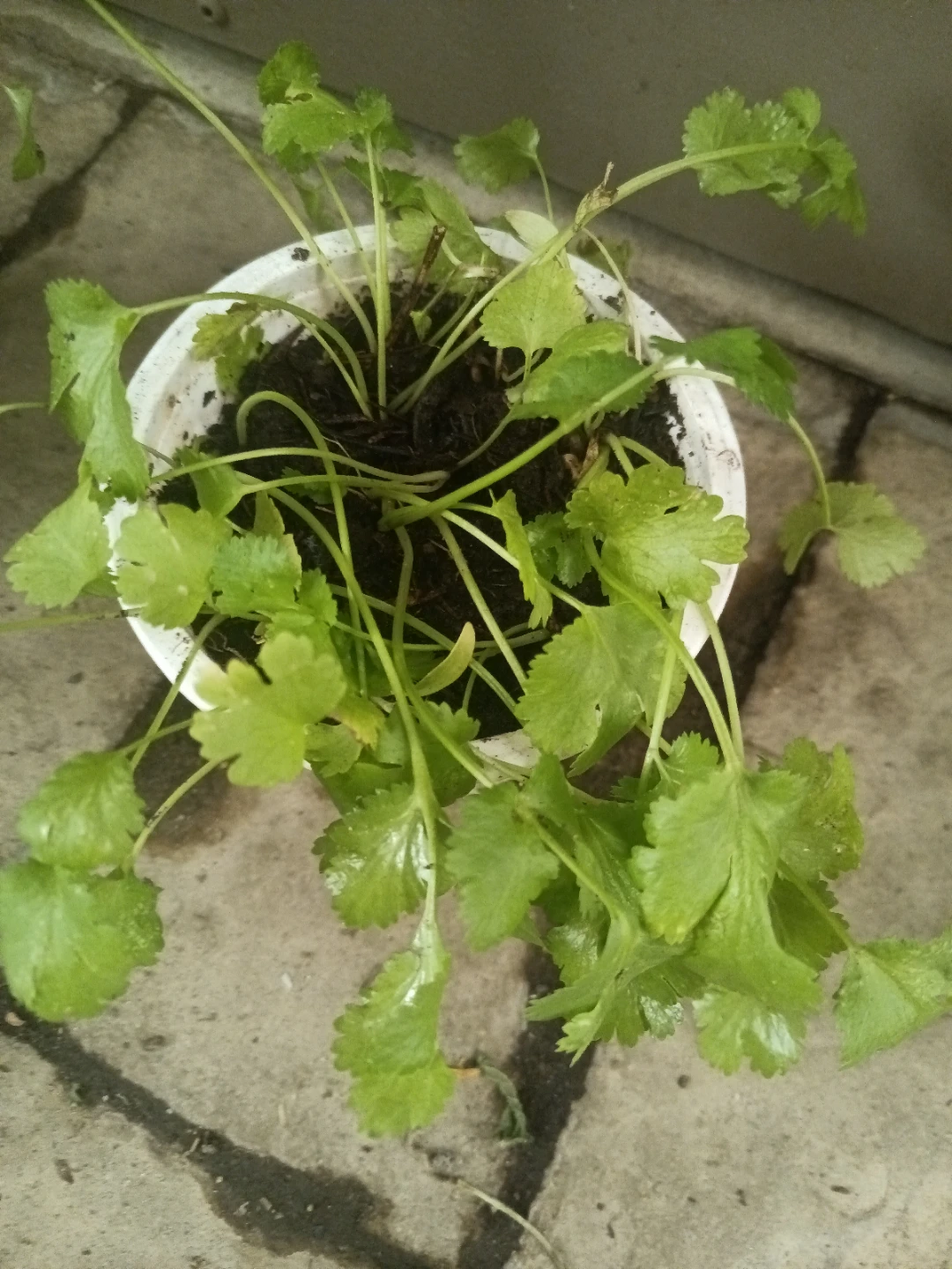 Fresh Cilantro Plant in Pot
