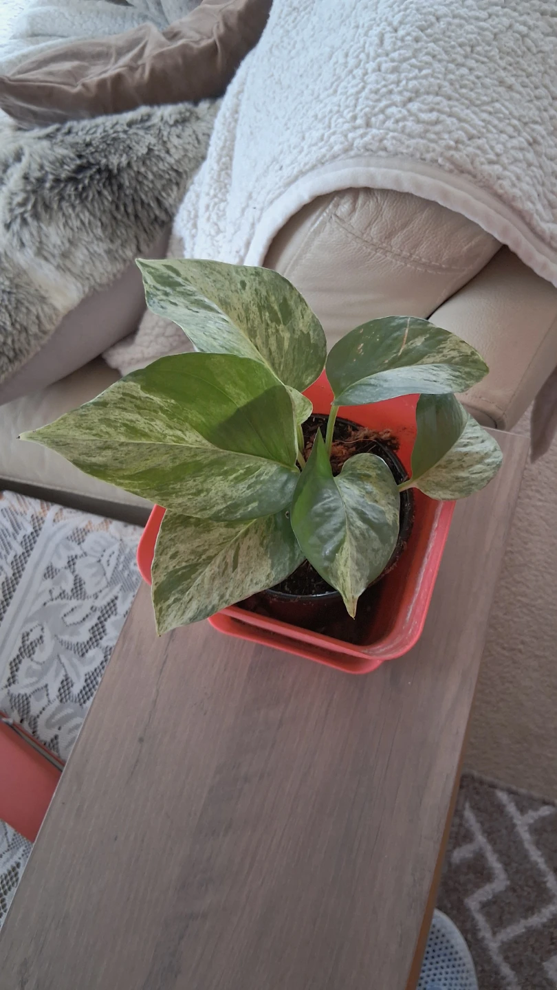 Marble Queen Pothos Plant
