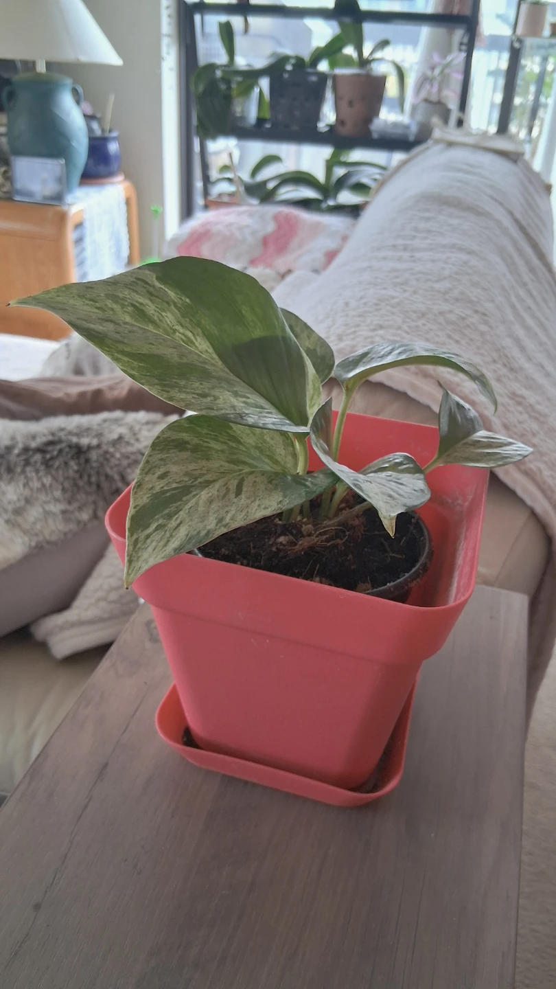 Marble Queen Pothos Plant - photo 2