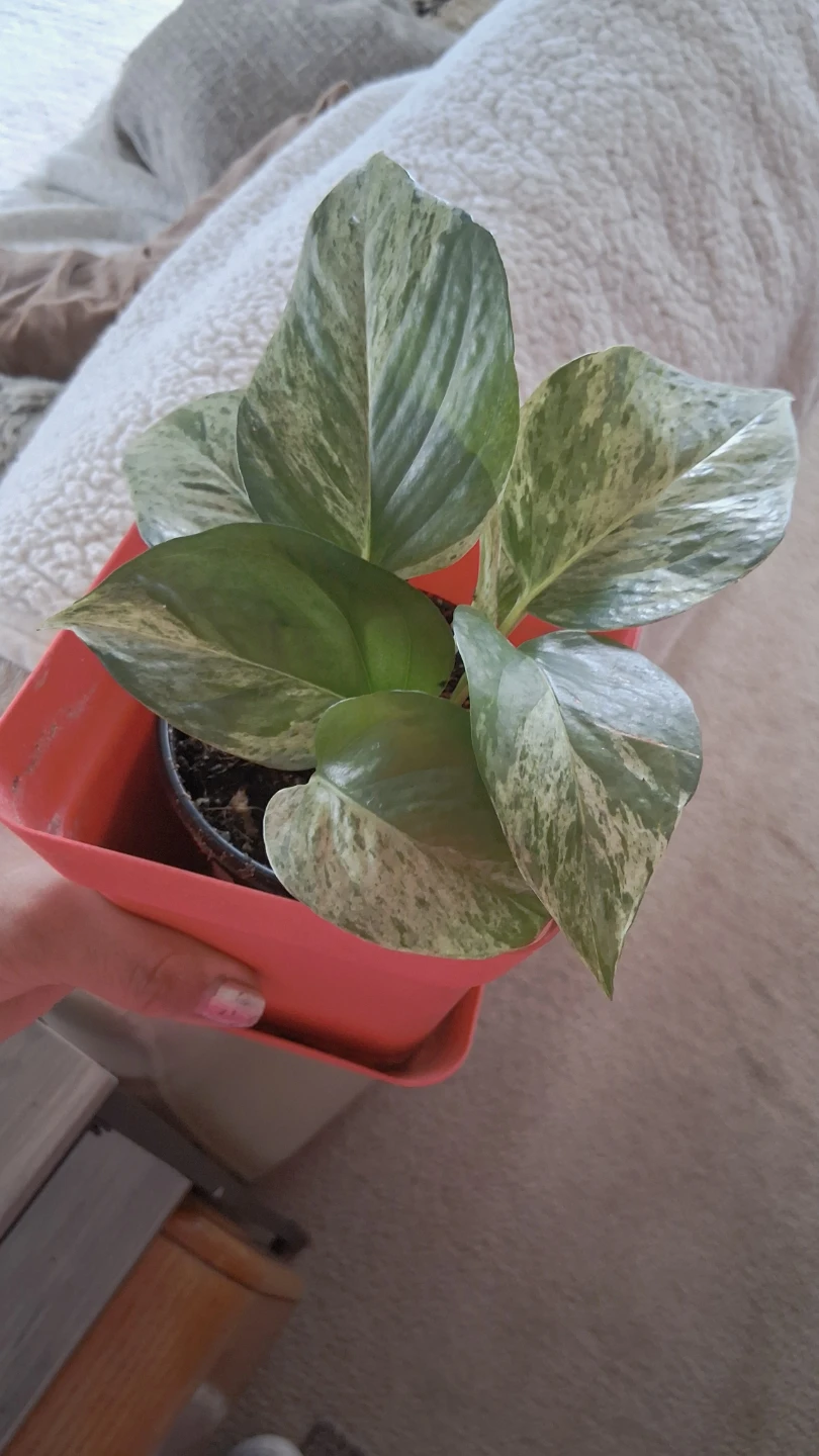 Marble Queen Pothos Plant - photo 3