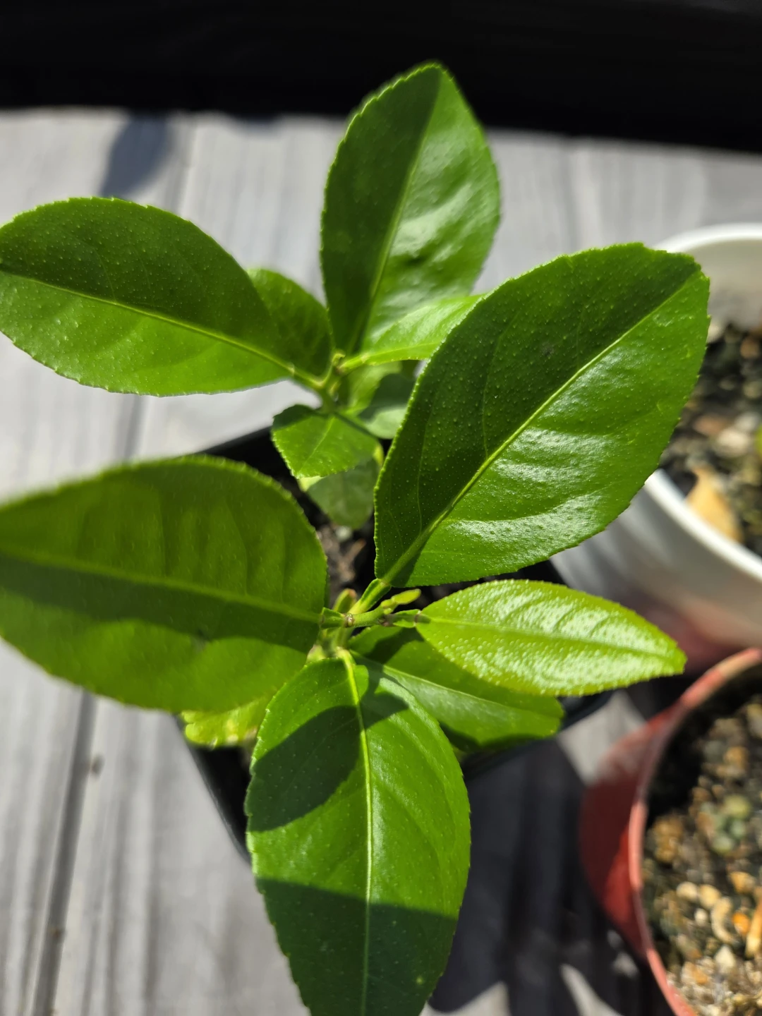 Citrus Saplings Organic Lemon Trees $7 each