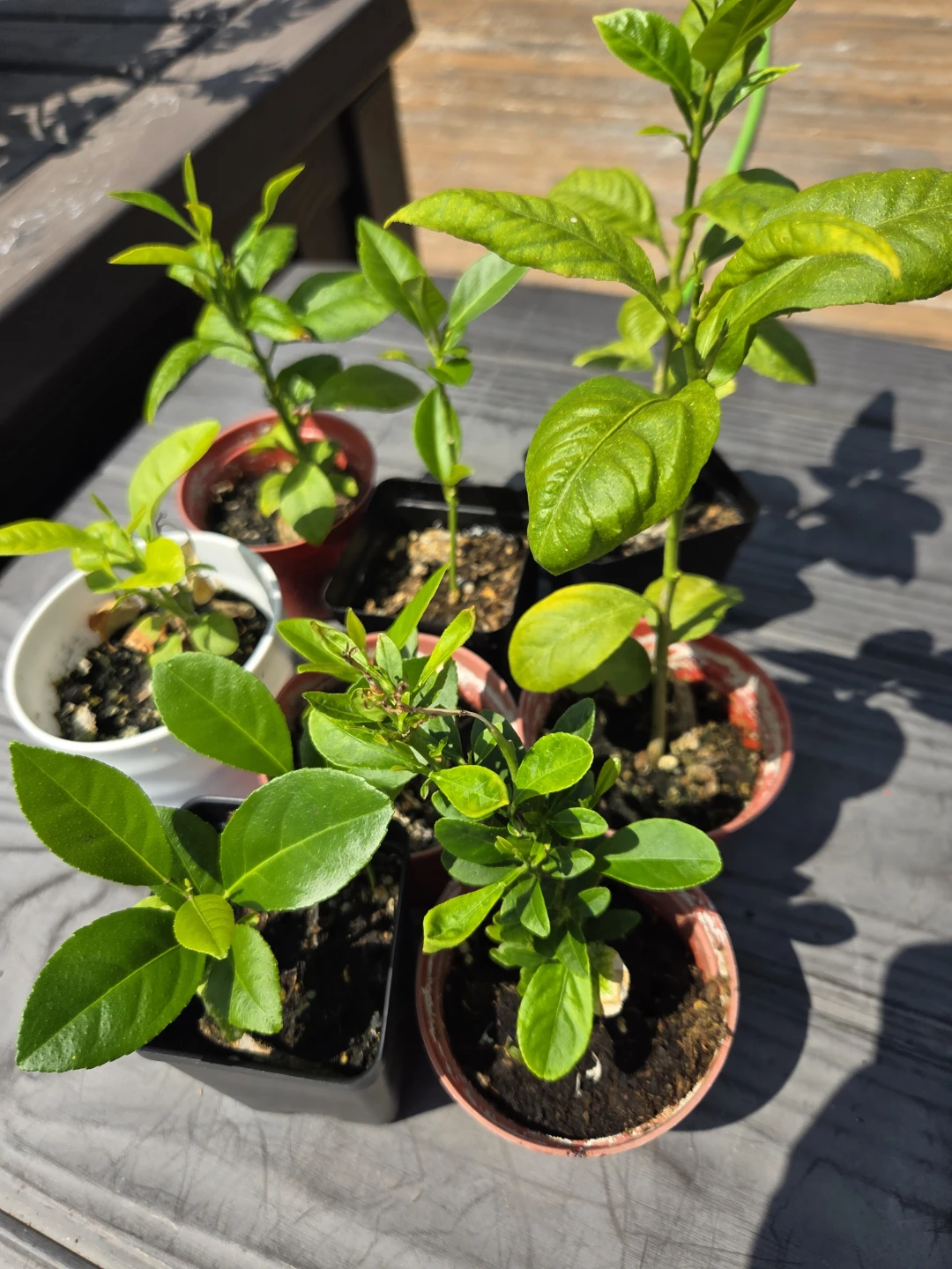 Citrus Saplings Organic Lemon Trees $7 each - photo 3