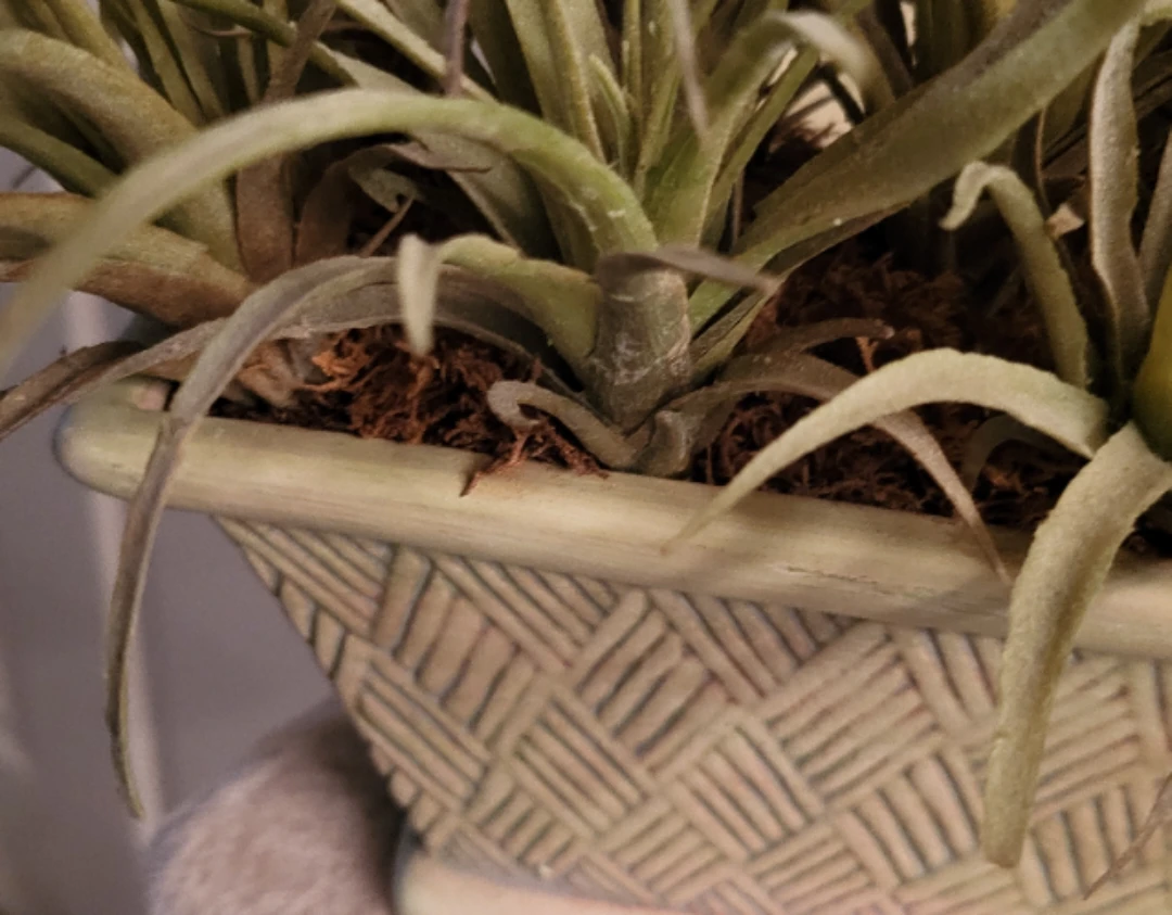 Faux Air Plant Arrangement in Ceramic Pot - photo 2