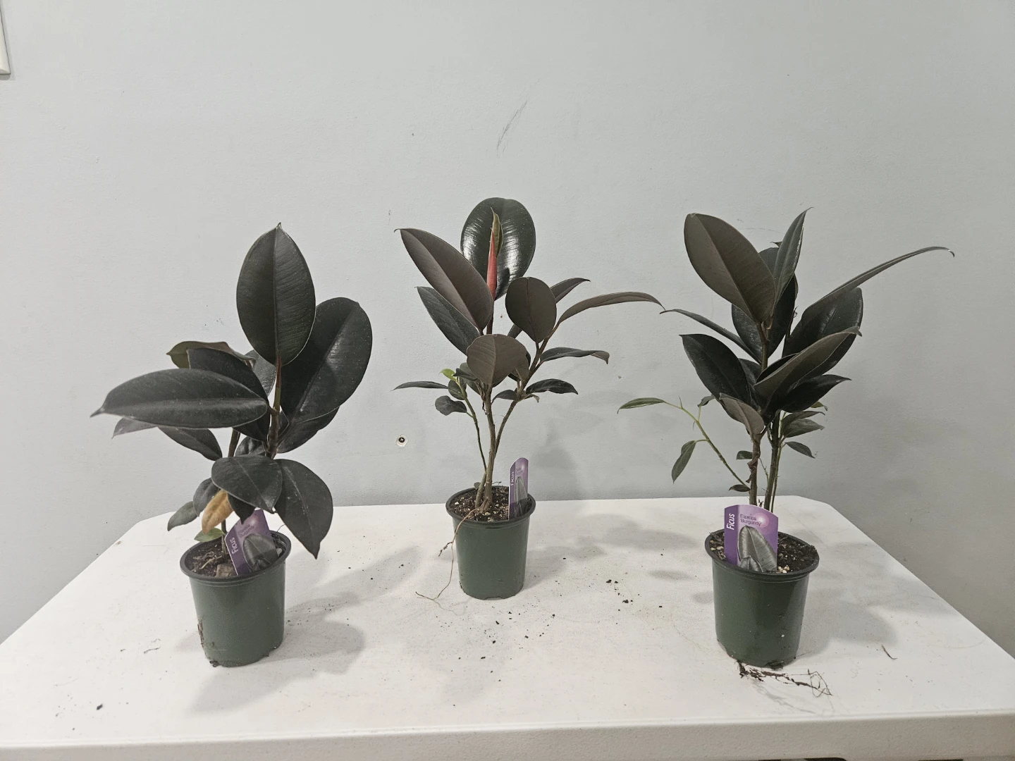 Ficus Elastica Burgundy Rubber Plant - photo 2