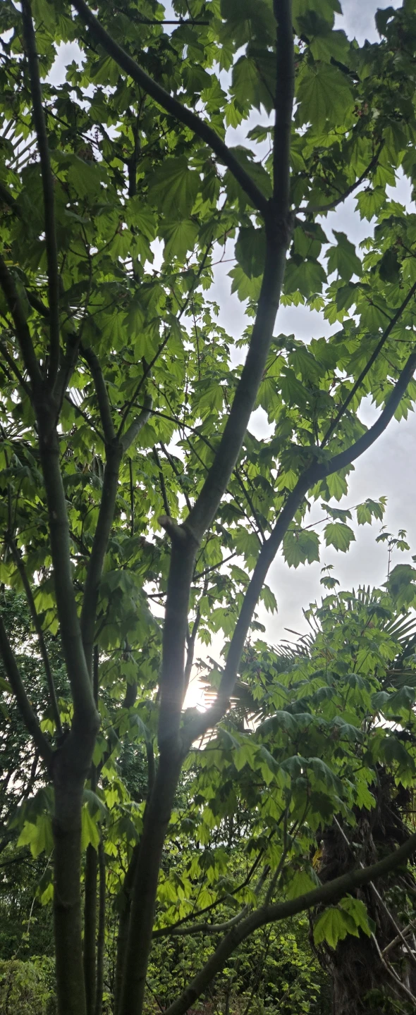 10ft vine maple FREE DELIVERY 🙌 - photo 2