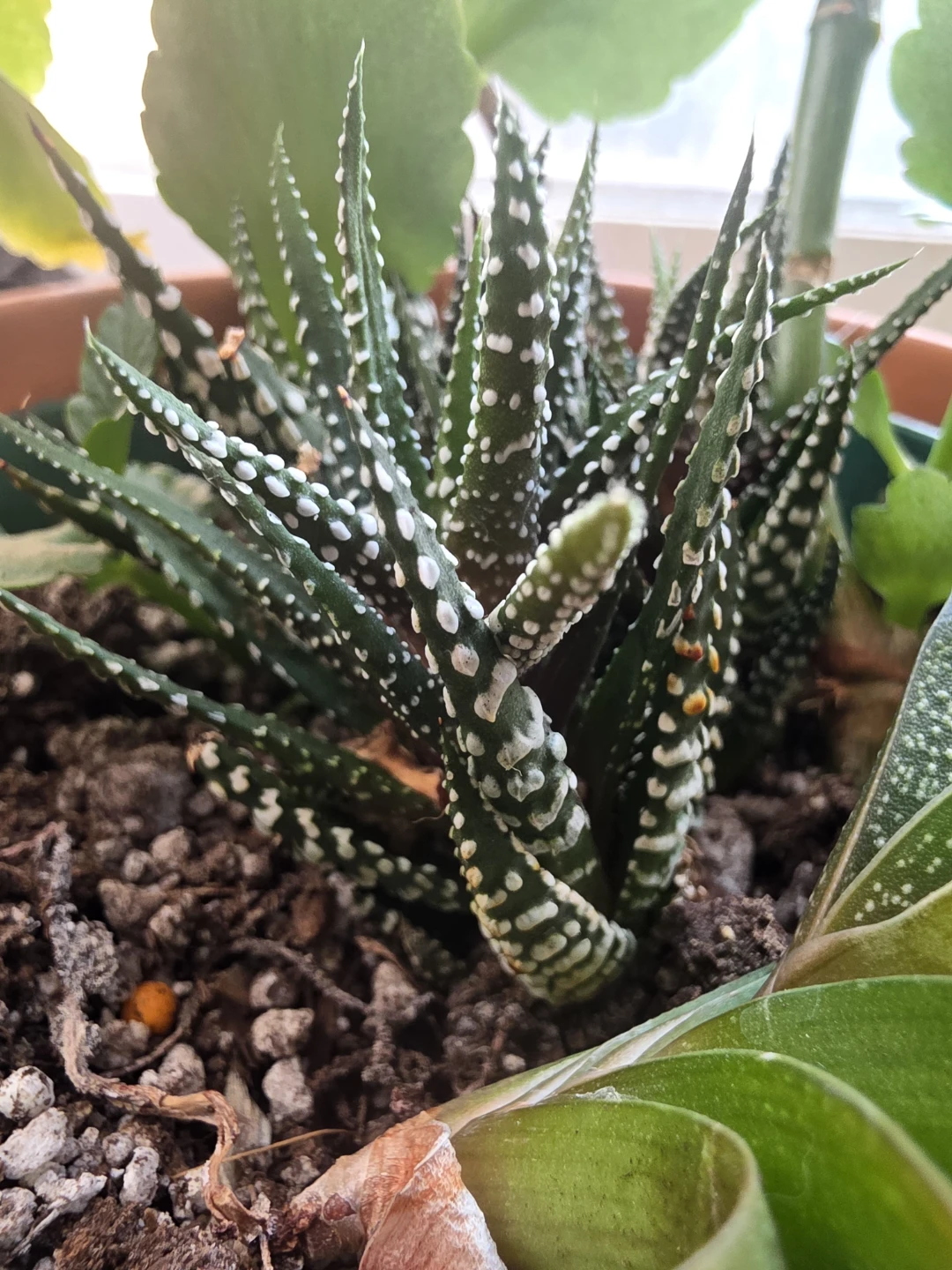 Succulent Plant in Terracotta Pot - photo 2