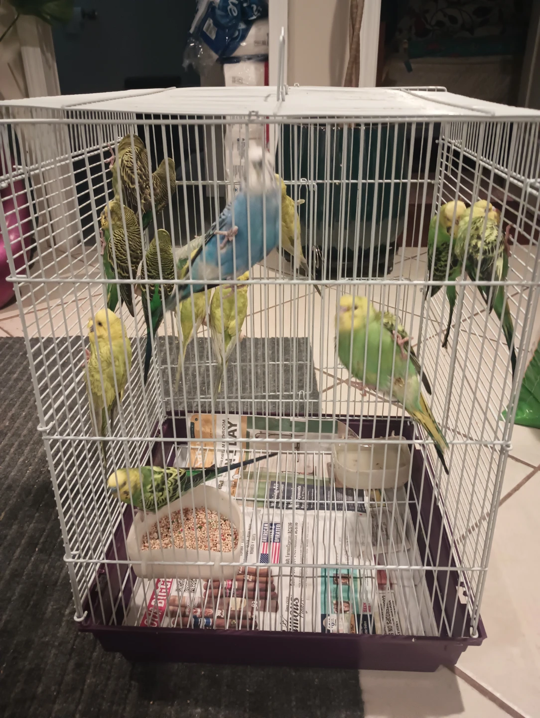 Bird Cage