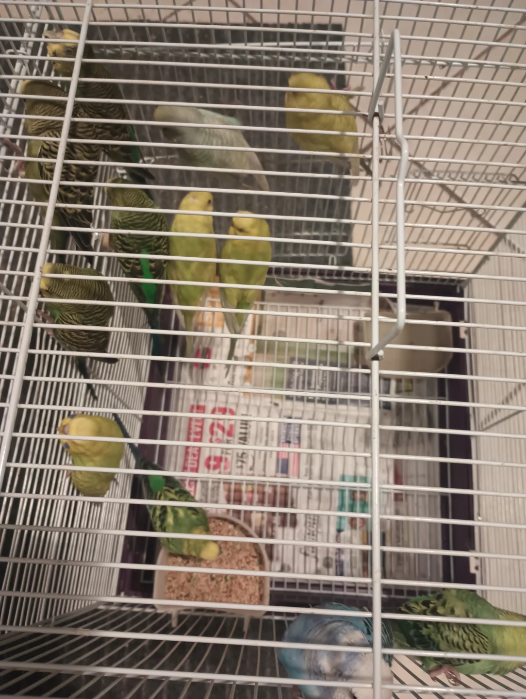 Bird Cage - photo 2