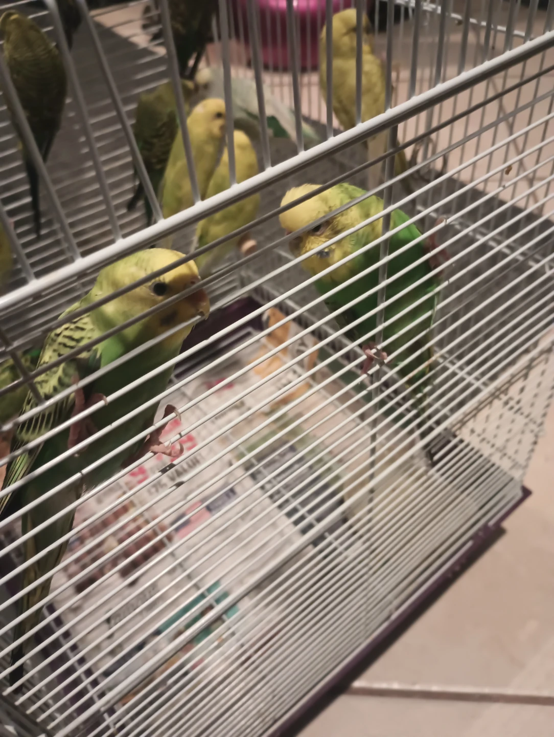 Bird Cage - photo 3